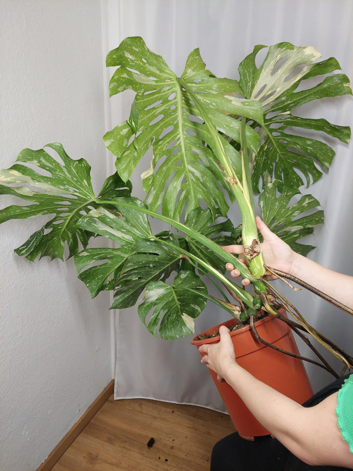 Monstera Thai Constellation XXL