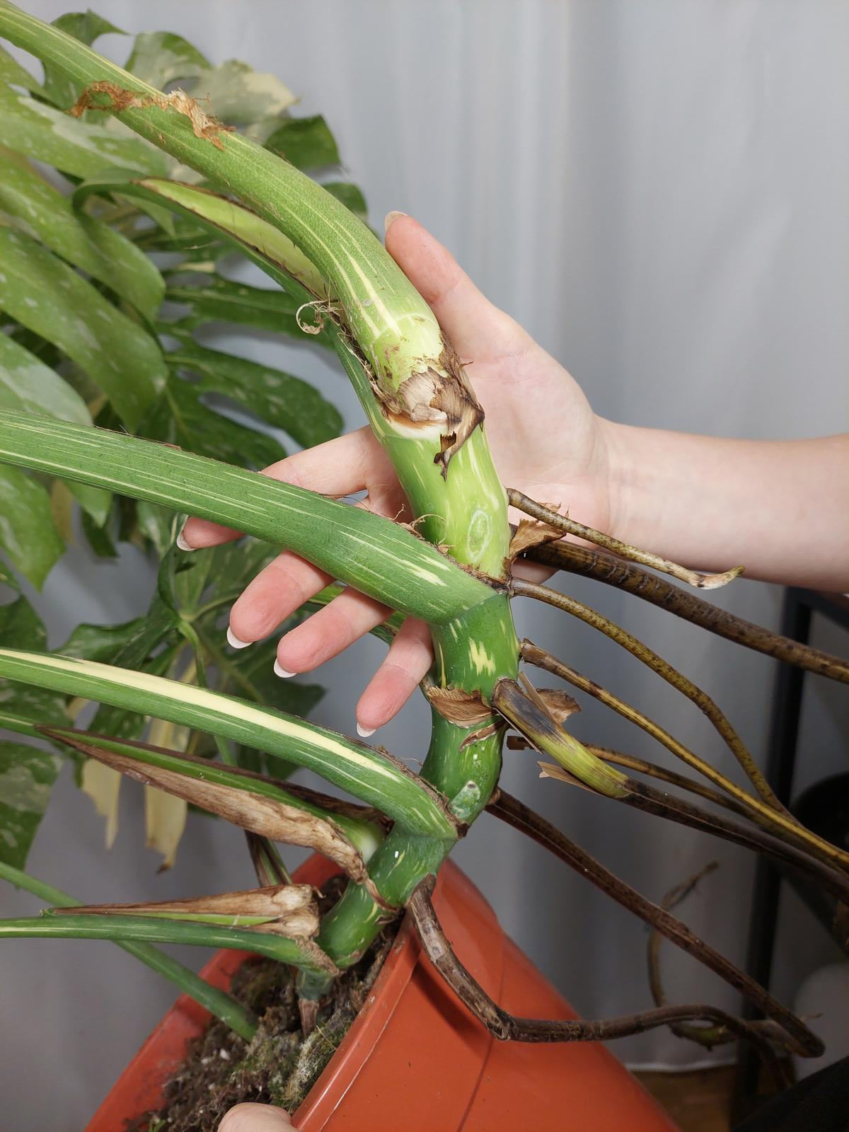 Monstera Thai Constellation XXL