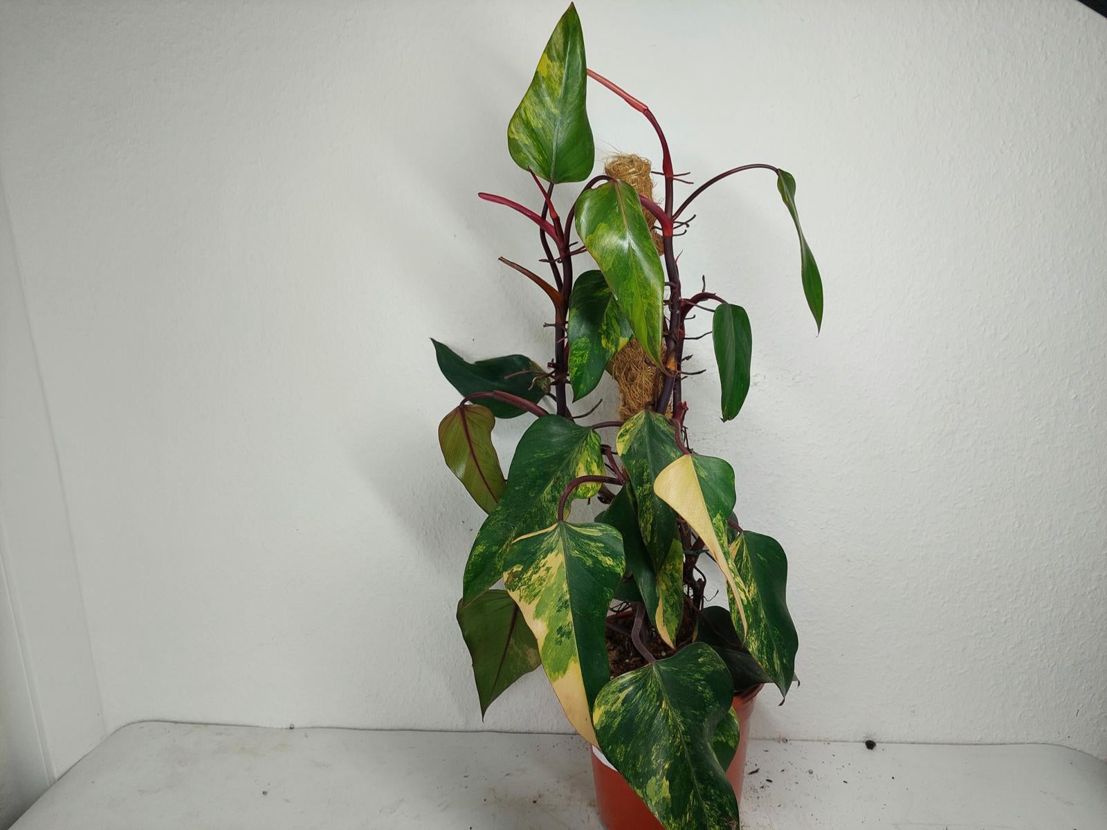 Philodendron Strawberry Shake Groß