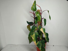 Philodendron Strawberry Shake Groß