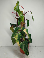 Philodendron Strawberry Shake Groß