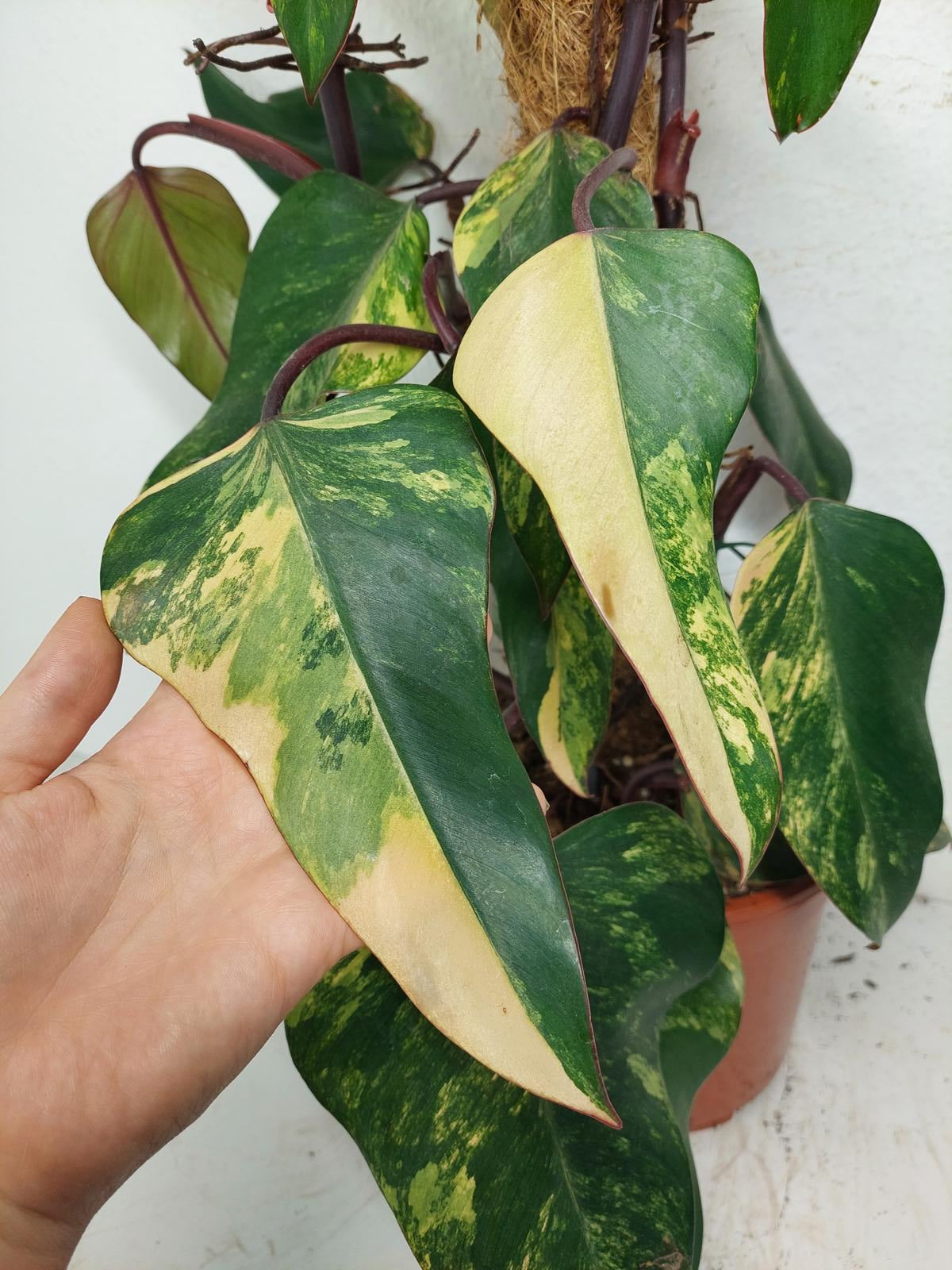 Philodendron Strawberry Shake Groß