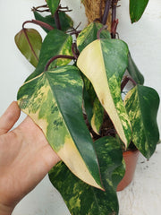 Philodendron Strawberry Shake Groß