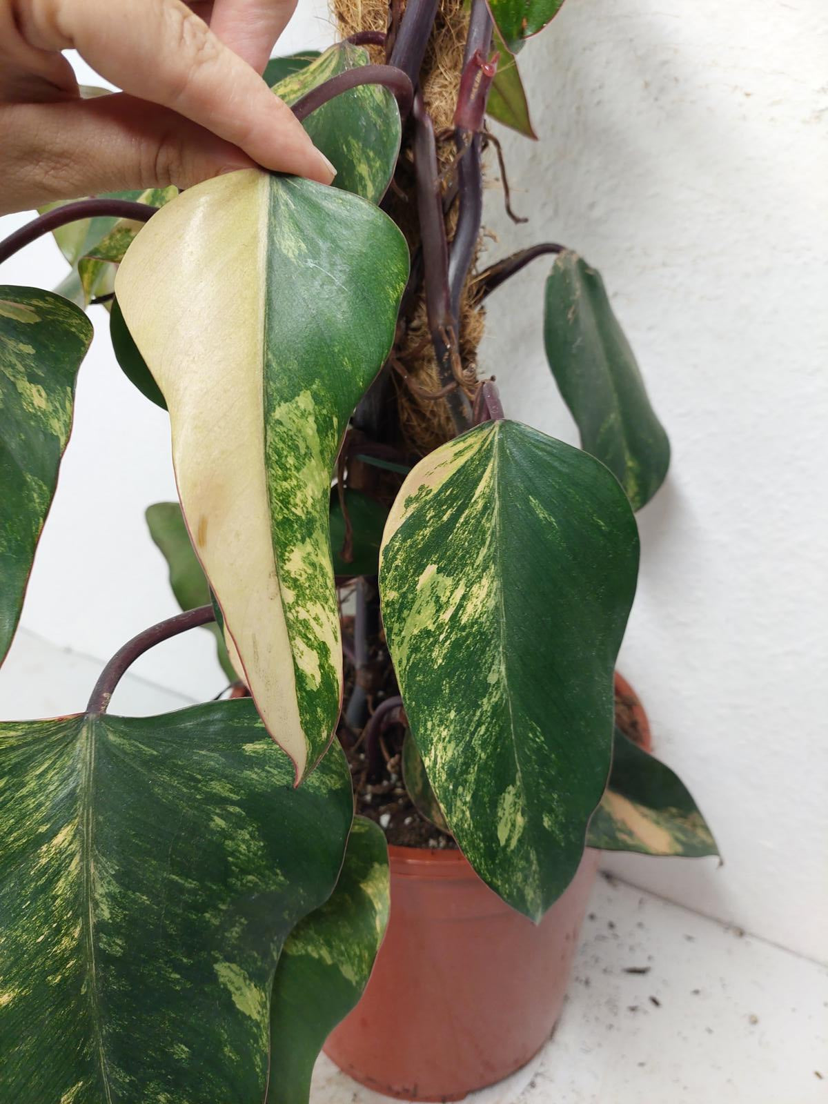 Philodendron Strawberry Shake Groß