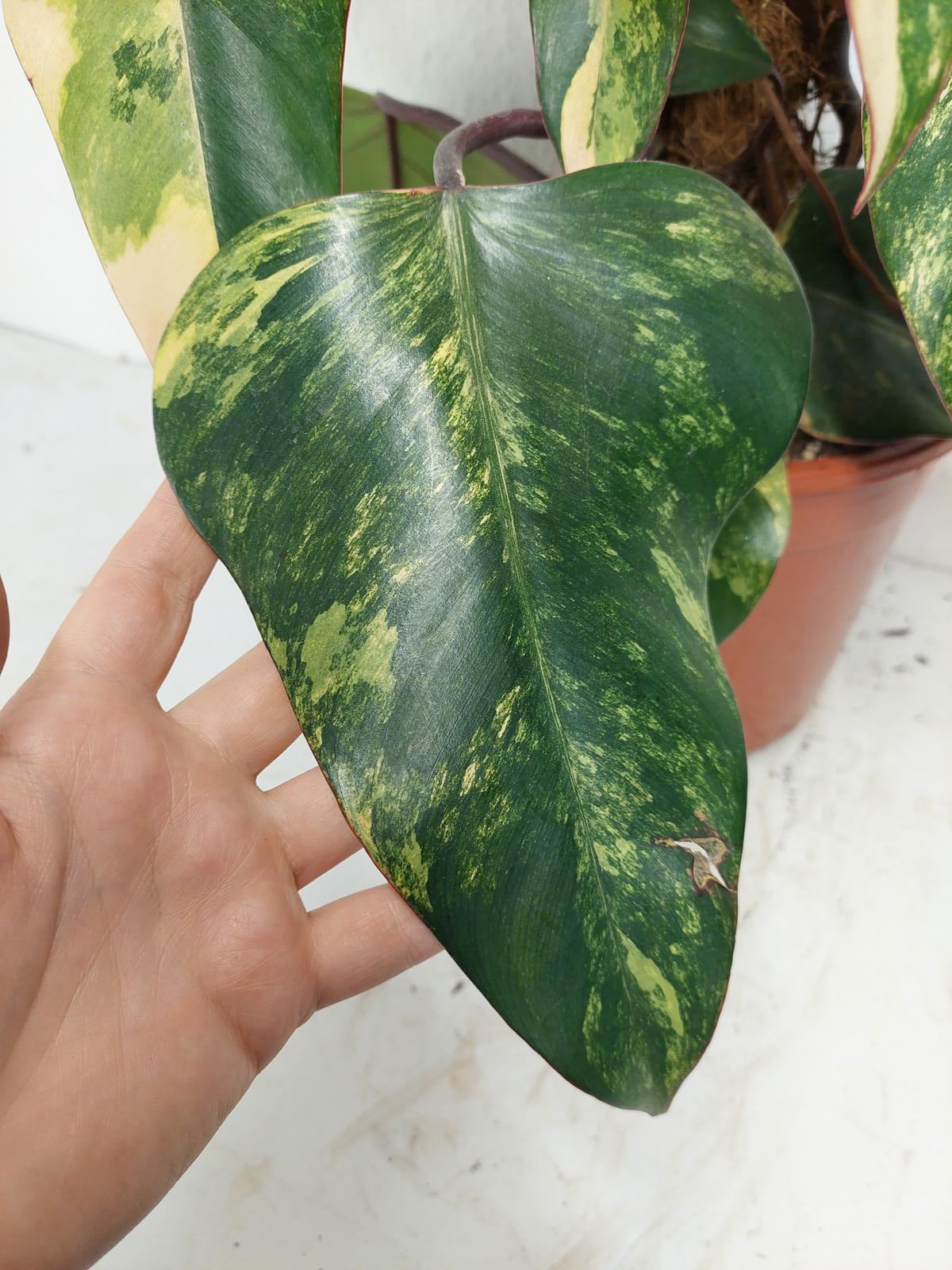 Philodendron Strawberry Shake Groß