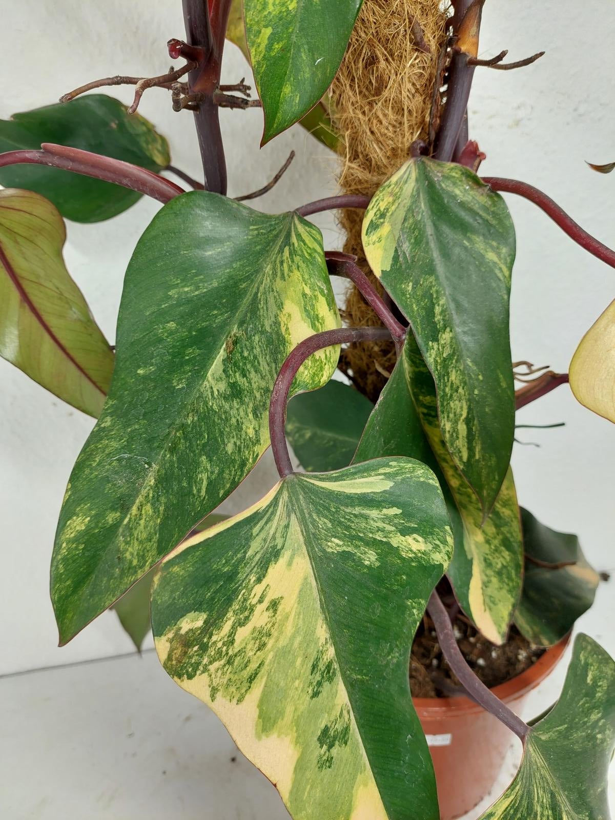 Philodendron Strawberry Shake Groß