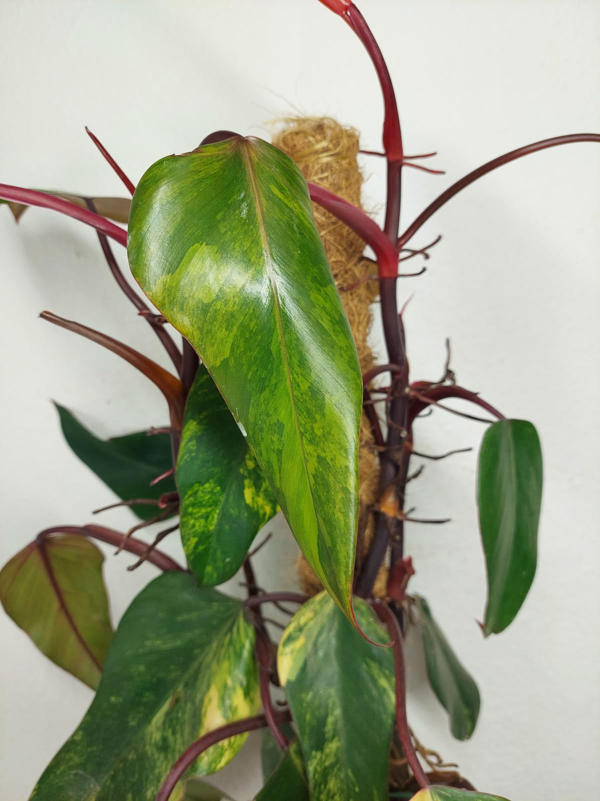 Philodendron Strawberry Shake Groß