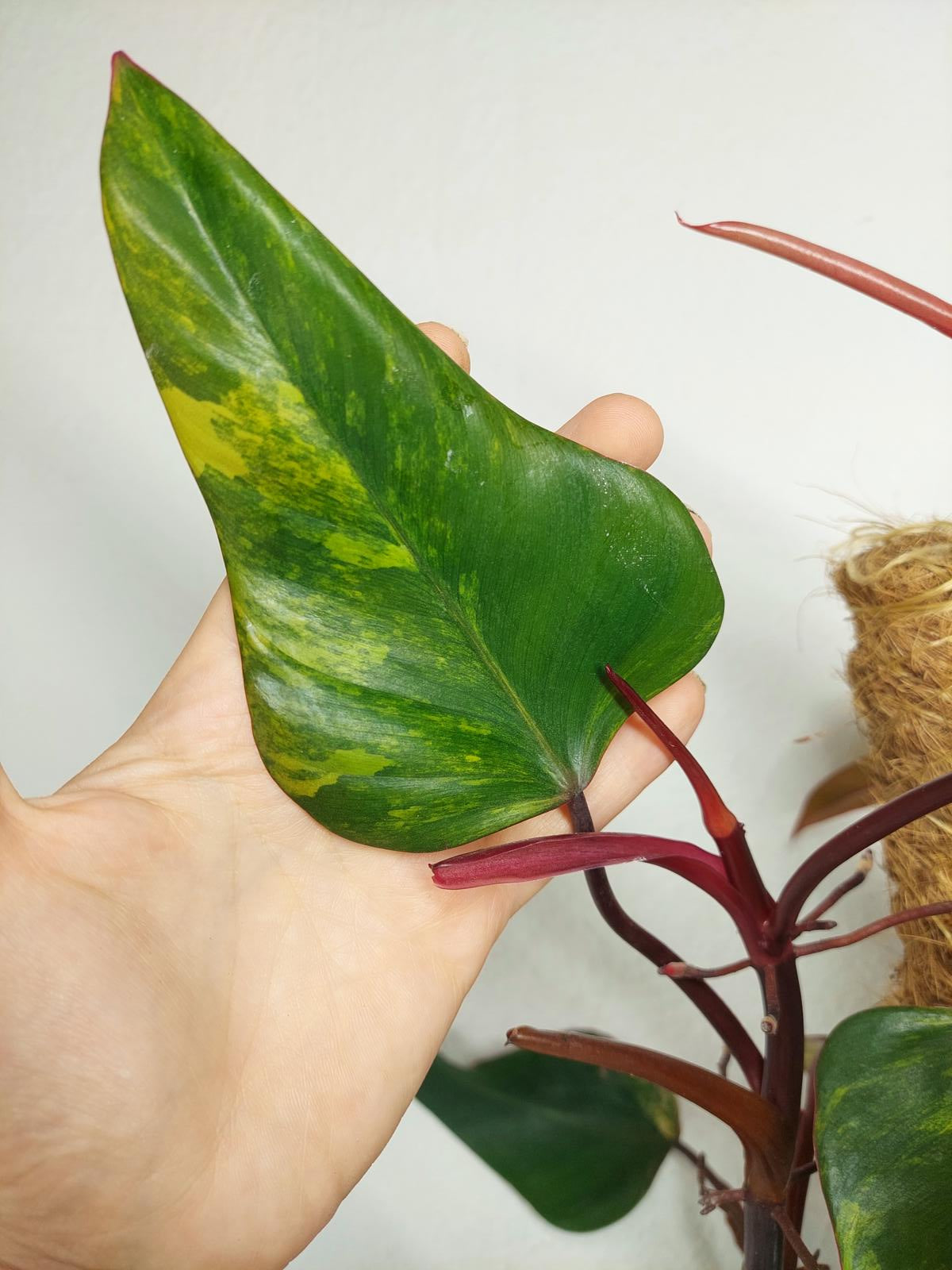 Philodendron Strawberry Shake Groß