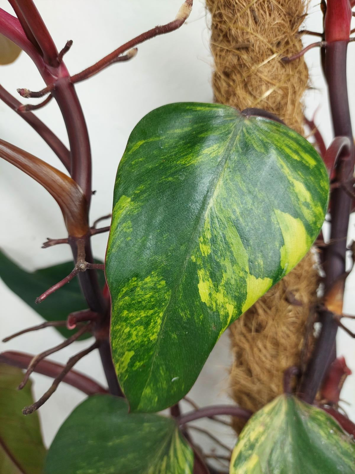 Philodendron Strawberry Shake Groß