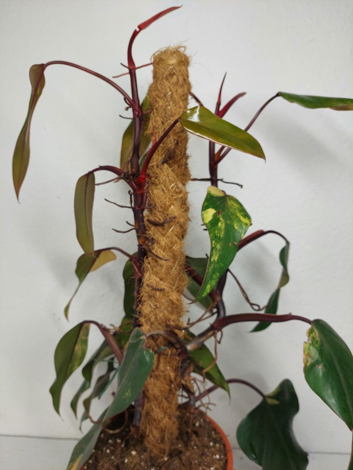Philodendron Strawberry Shake Groß