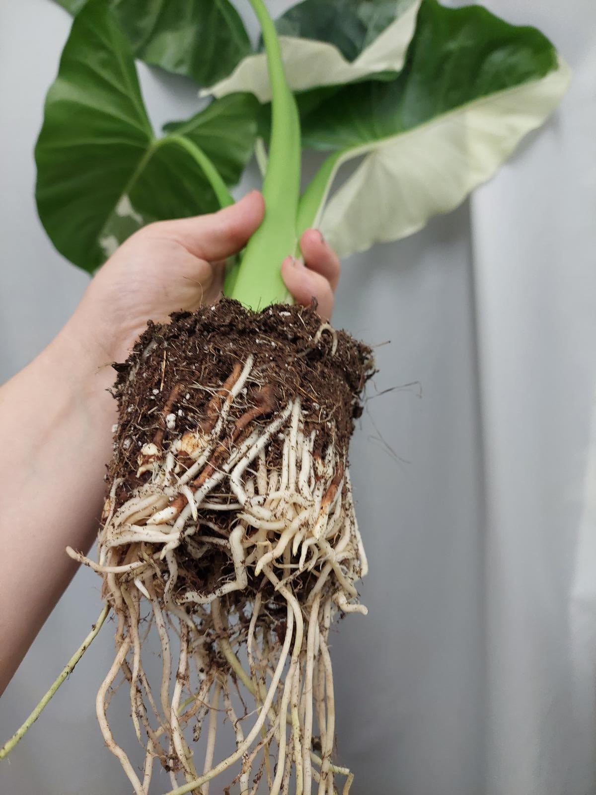 Alocasia Macrorrhiza Variegata (Rhizom / Bulbe)