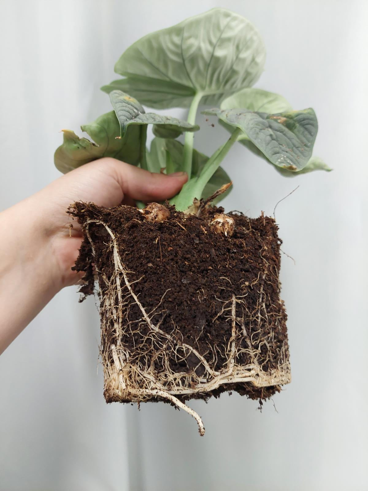 Alocasia Melo (Rhizom / Bulbe)