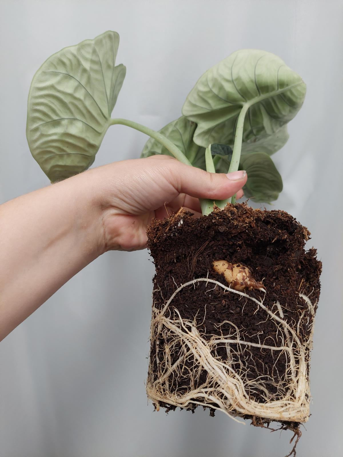 Alocasia Melo (Rhizom / Bulbe)
