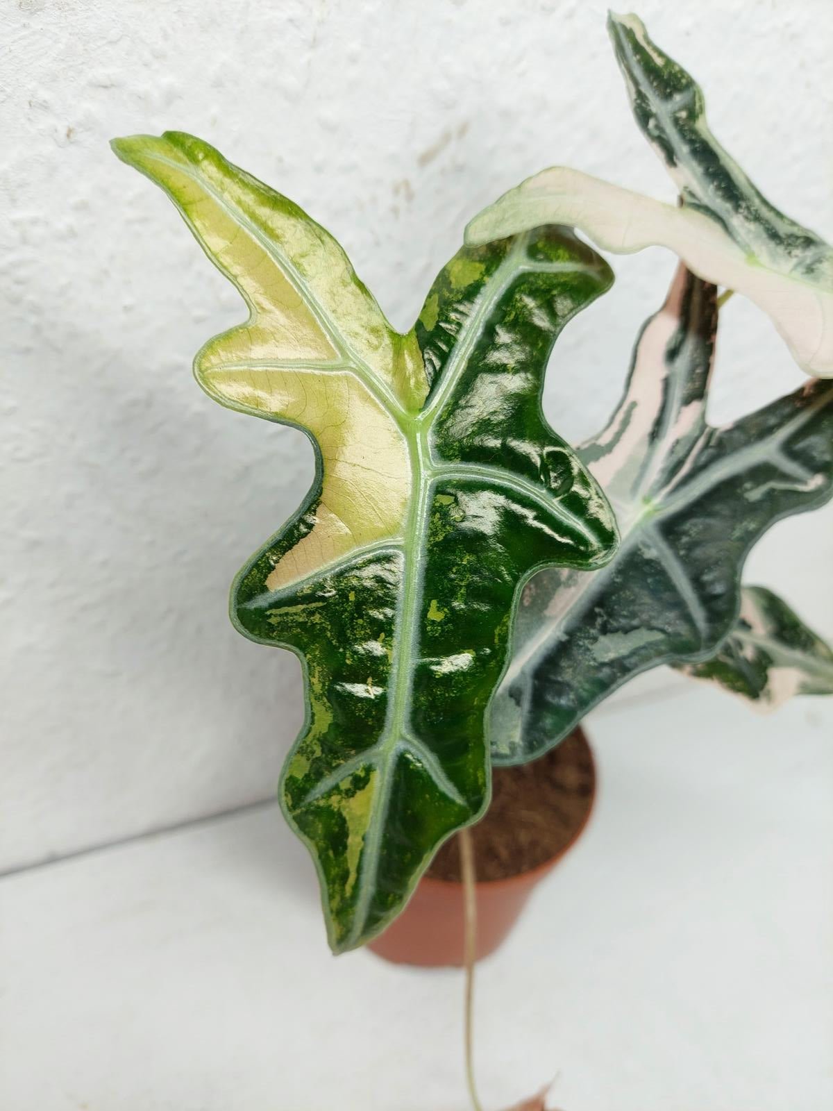 Alocasia Nobilis Pink Variegata