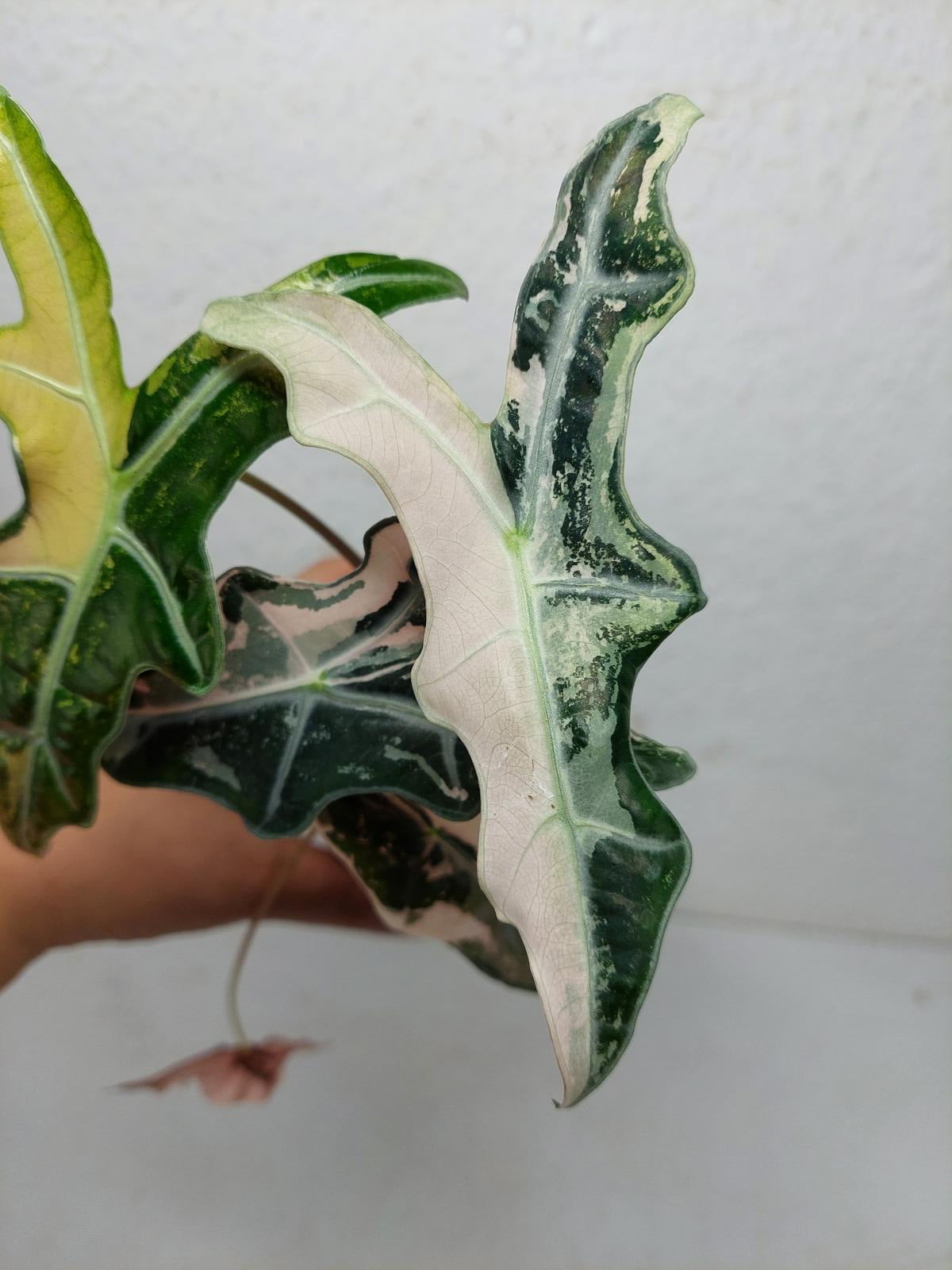 Alocasia Nobilis Pink Variegata