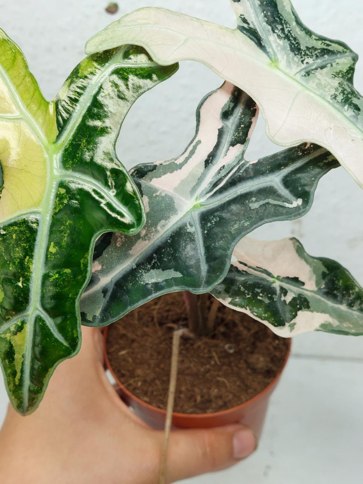 Alocasia Nobilis Pink Variegata