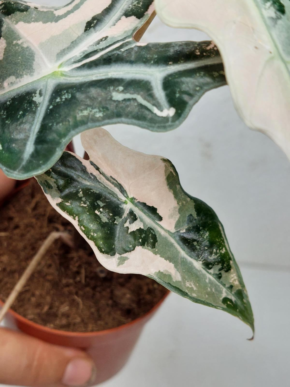 Alocasia Nobilis Pink Variegata