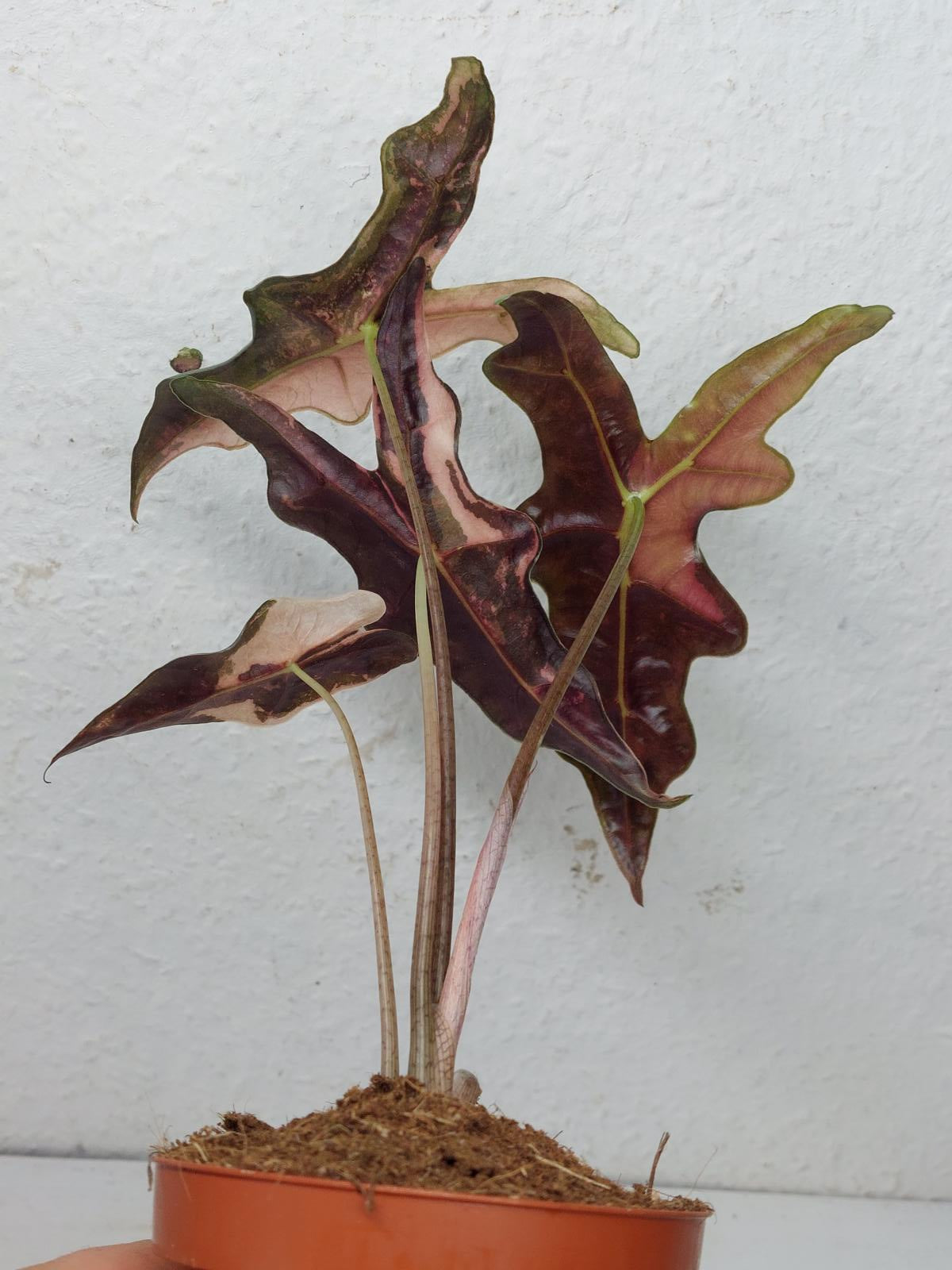 Alocasia Nobilis Pink Variegata