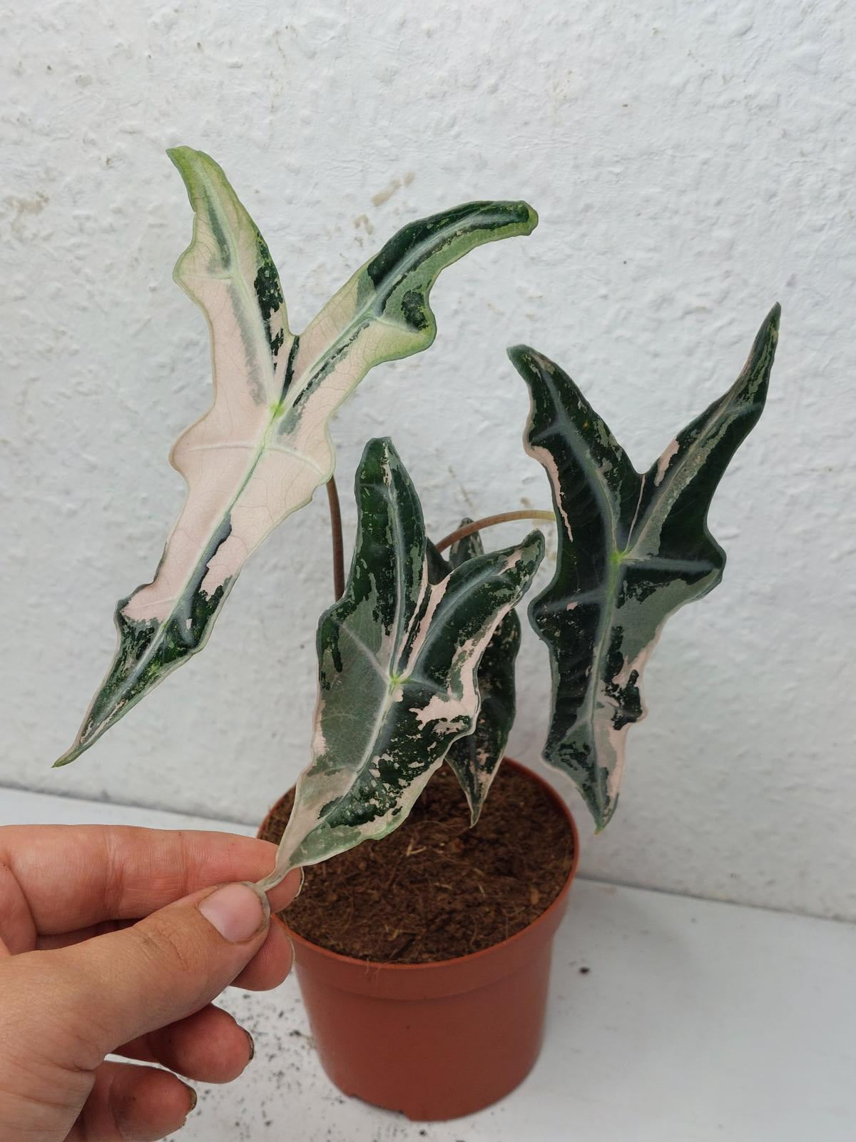 Alocasia Nobilis Pink Variegata