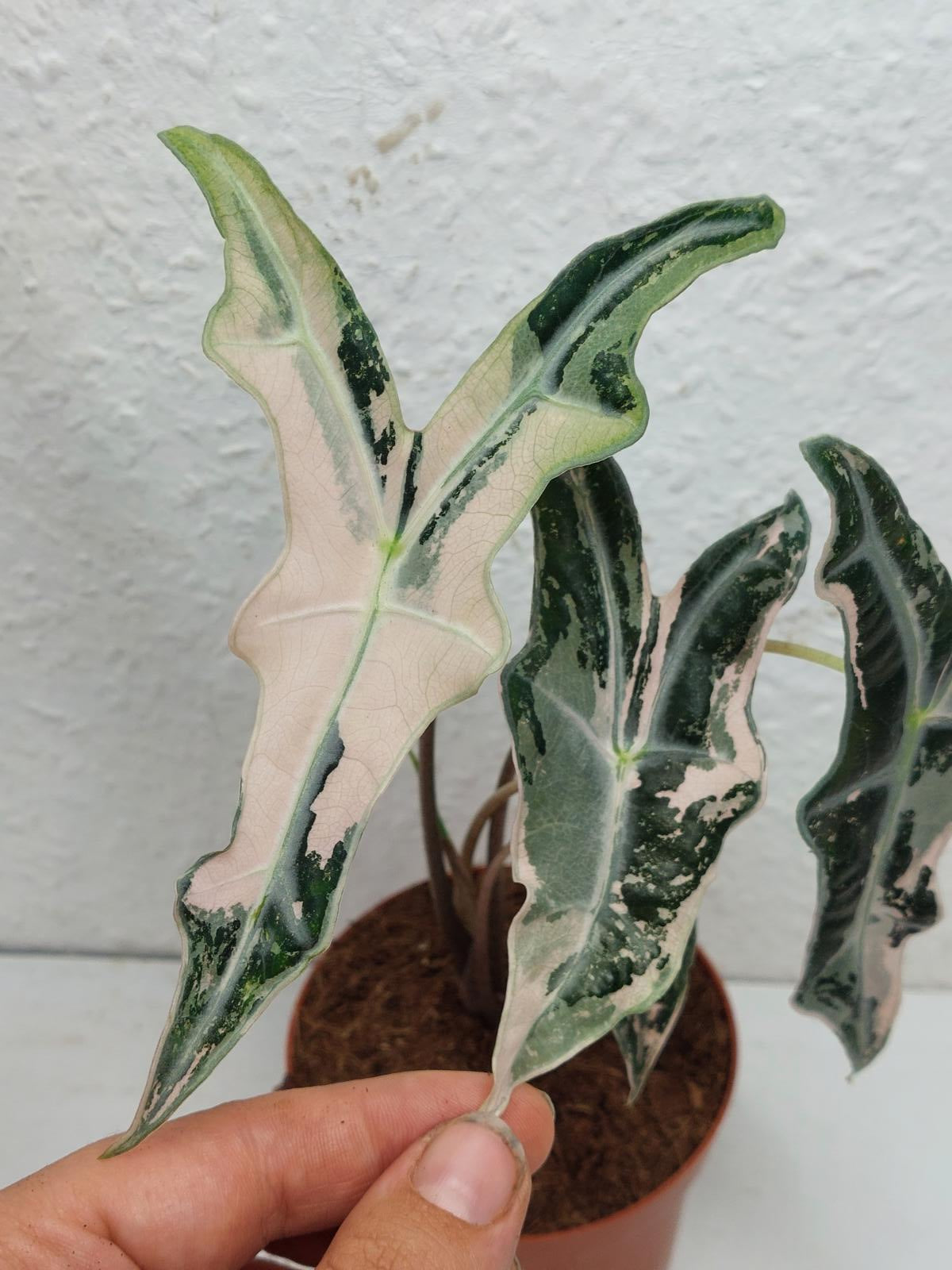 Alocasia Nobilis Pink Variegata