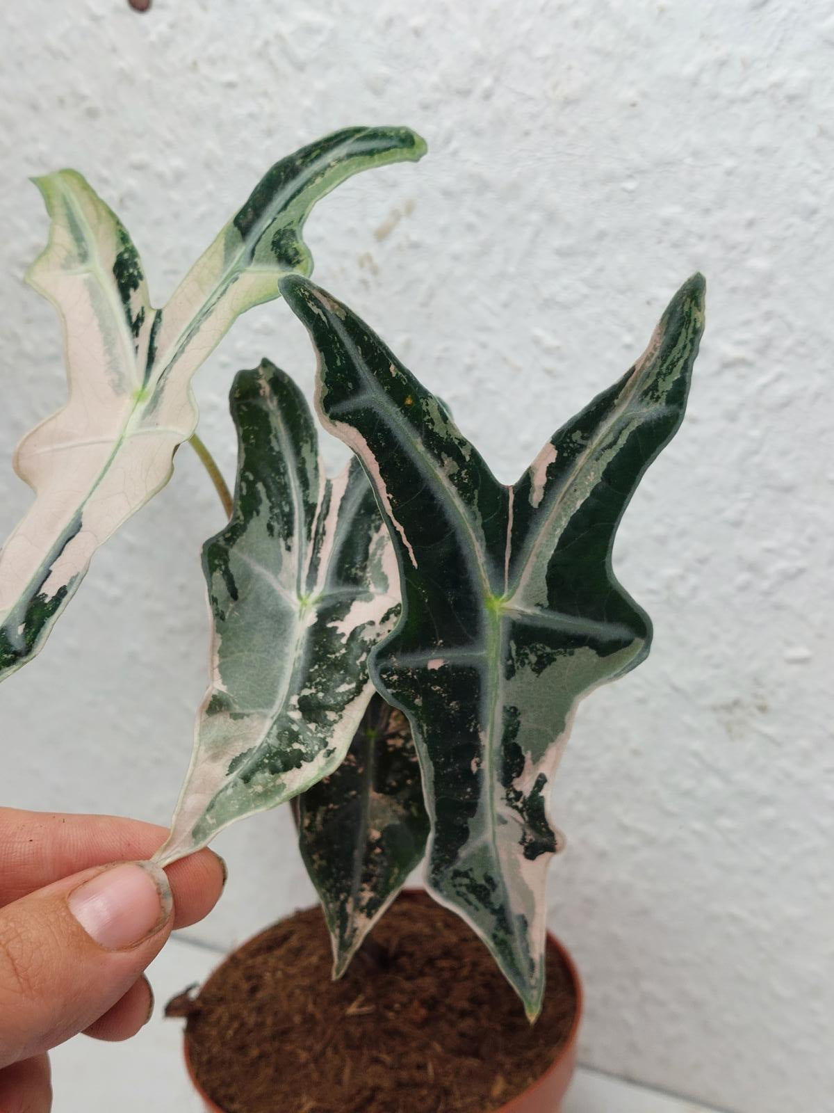 Alocasia Nobilis Pink Variegata