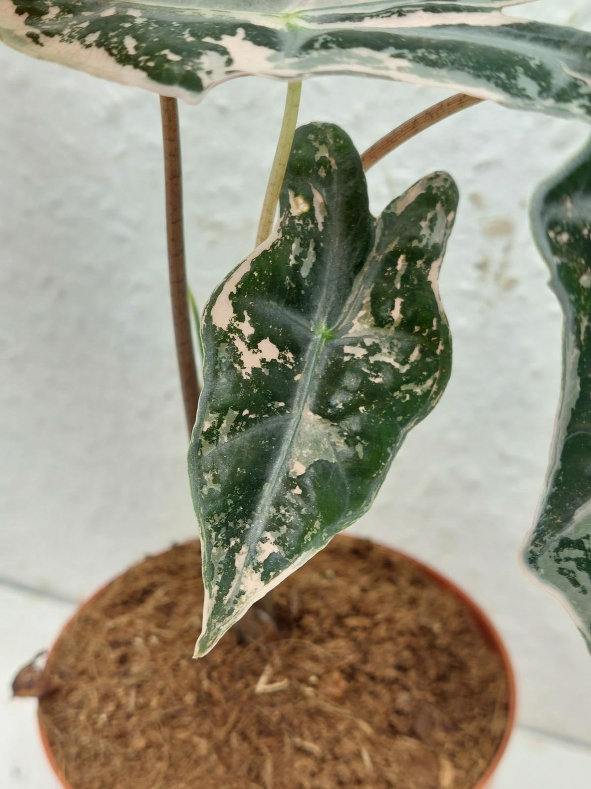 Alocasia Nobilis Pink Variegata