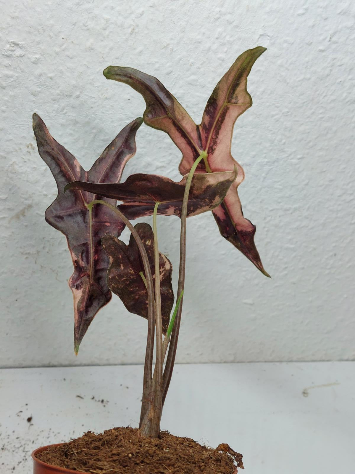 Alocasia Nobilis Pink Variegata