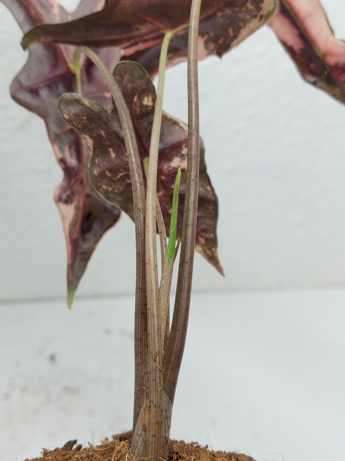 Alocasia Nobilis Pink Variegata
