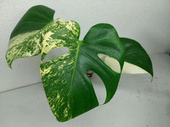 Monstera Jungle Mint