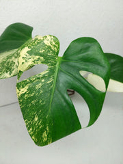 Monstera Jungle Mint