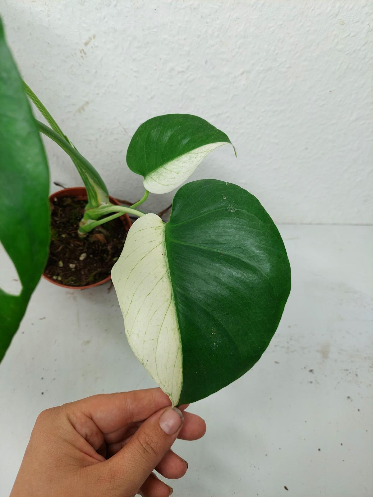 Monstera Jungle Mint