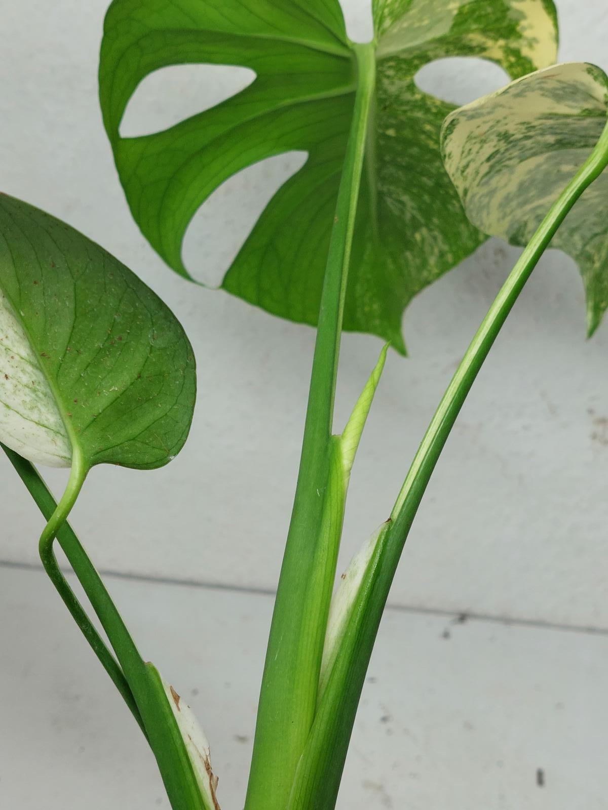 Monstera Jungle Mint