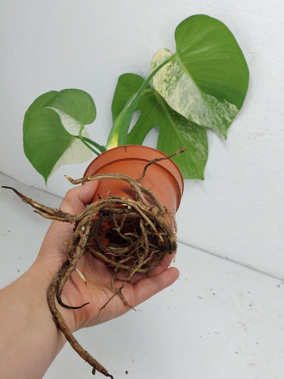 Monstera Jungle Mint