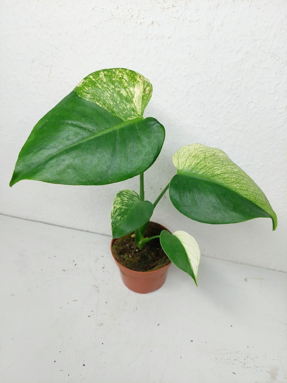 Monstera Jungle Mint