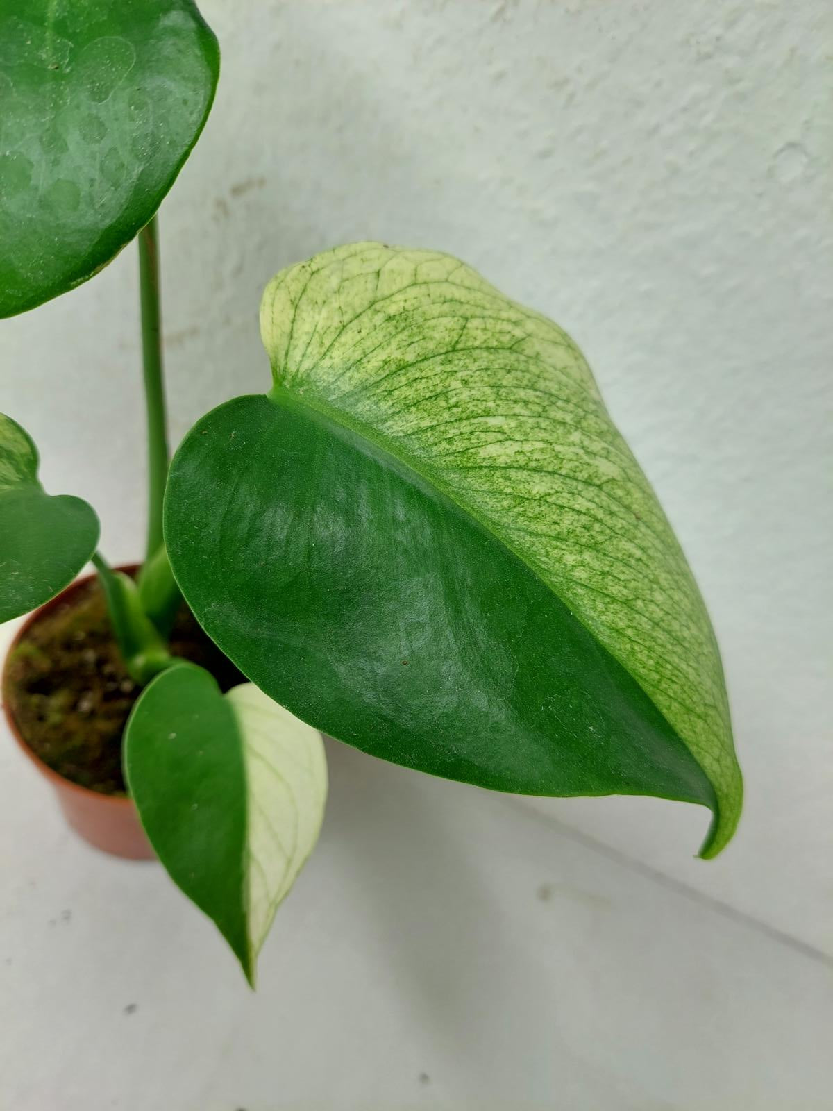 Monstera Jungle Mint