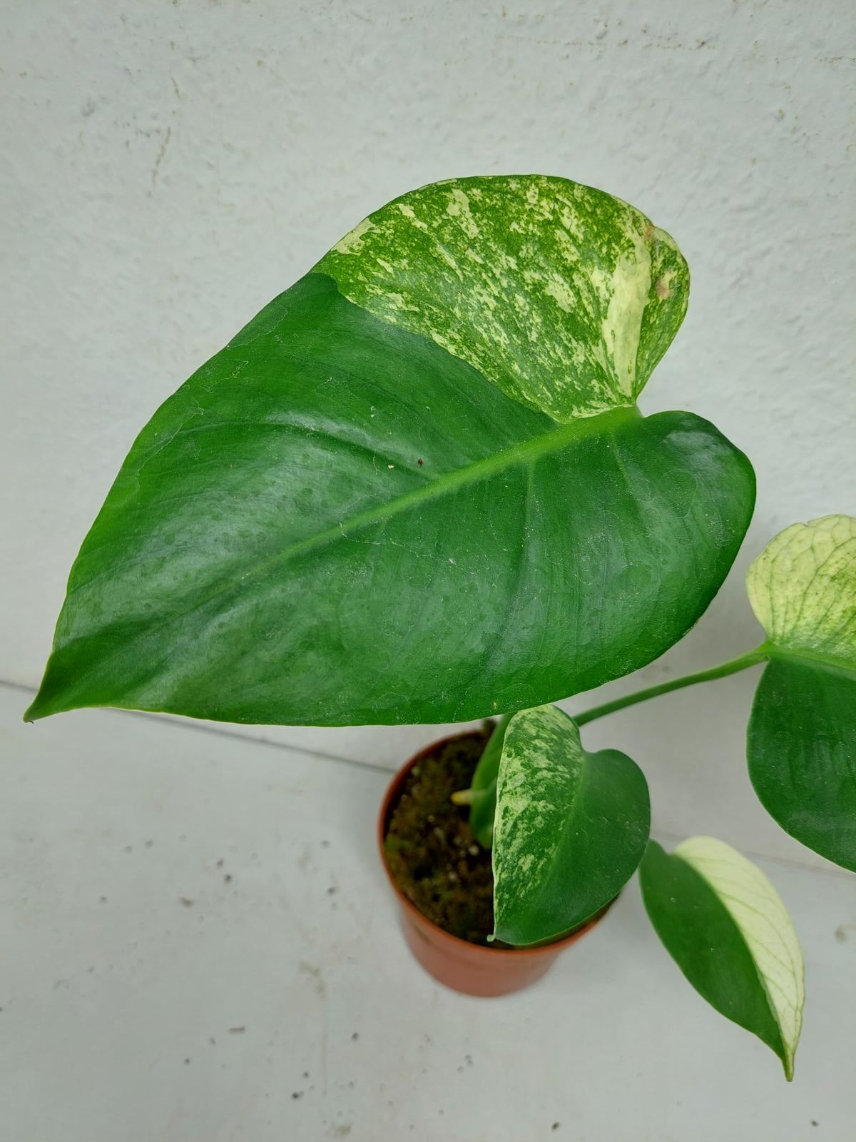 Monstera Jungle Mint