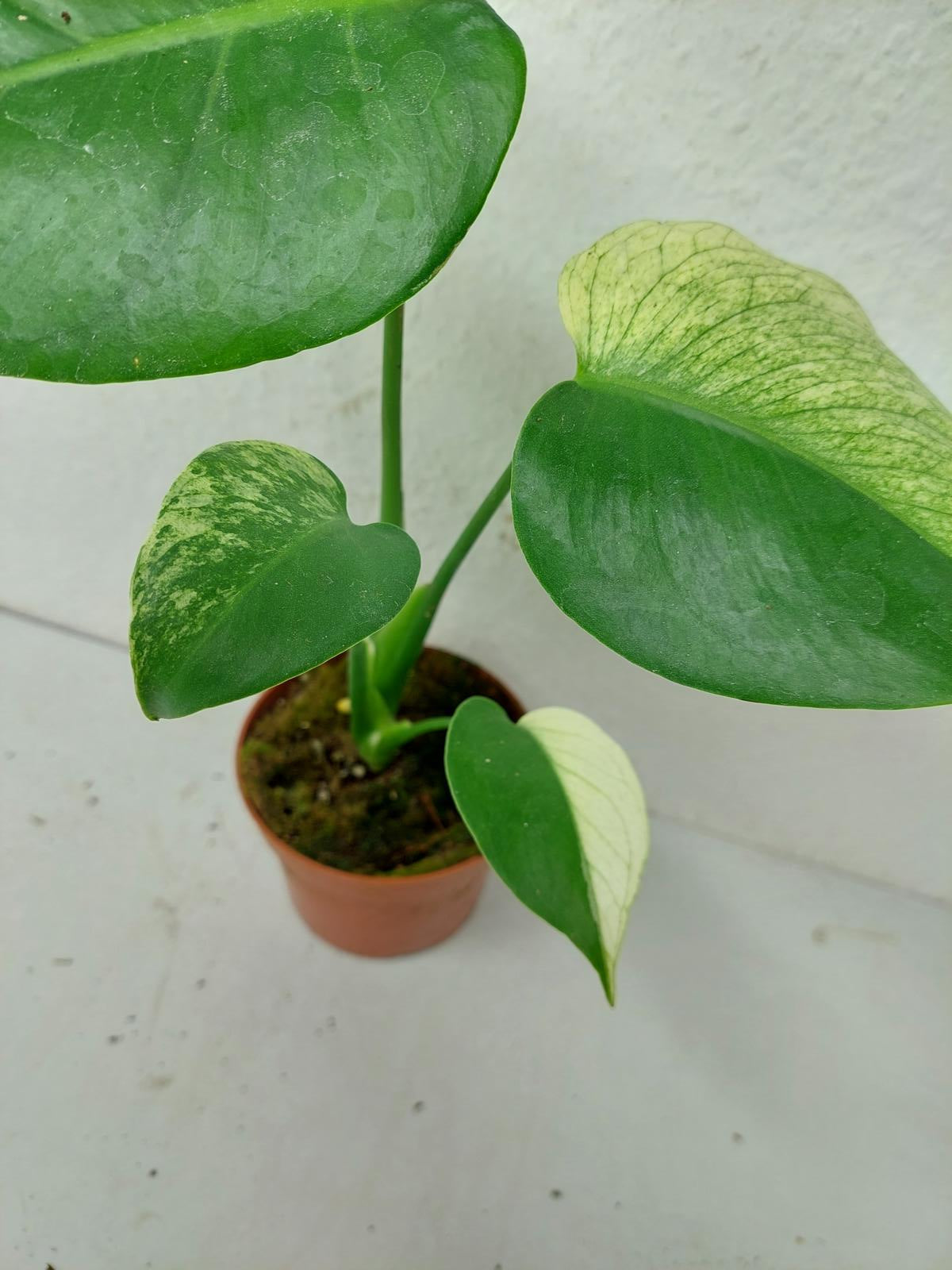 Monstera Jungle Mint