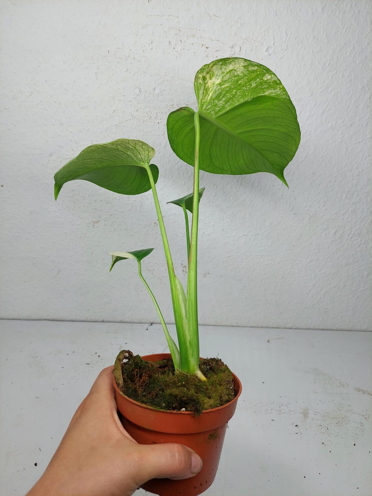Monstera Jungle Mint
