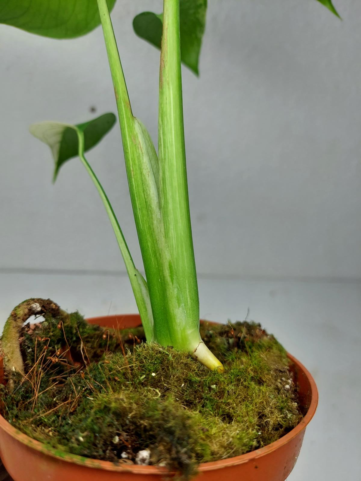 Monstera Jungle Mint