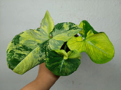 Syngonium Scrambled Eggs