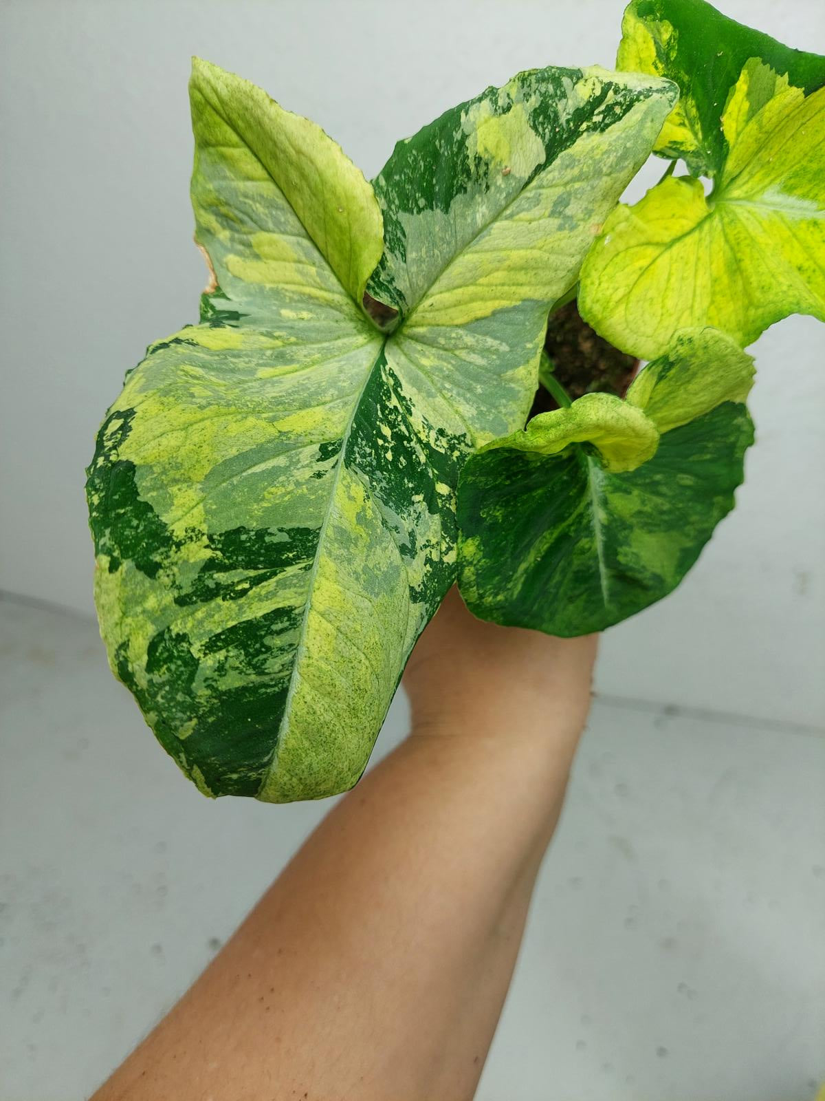 Syngonium Scrambled Eggs
