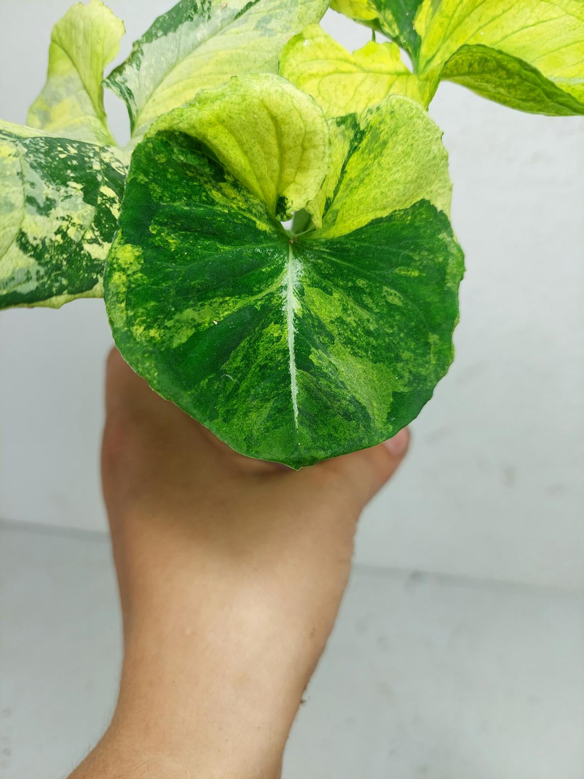 Syngonium Scrambled Eggs
