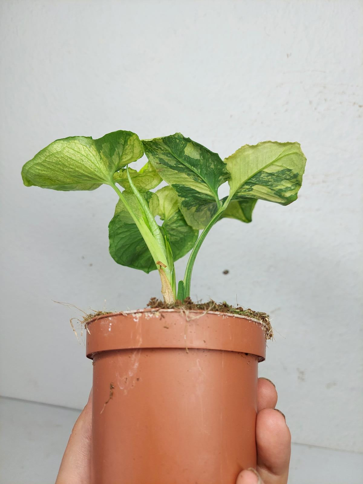 Syngonium Scrambled Eggs