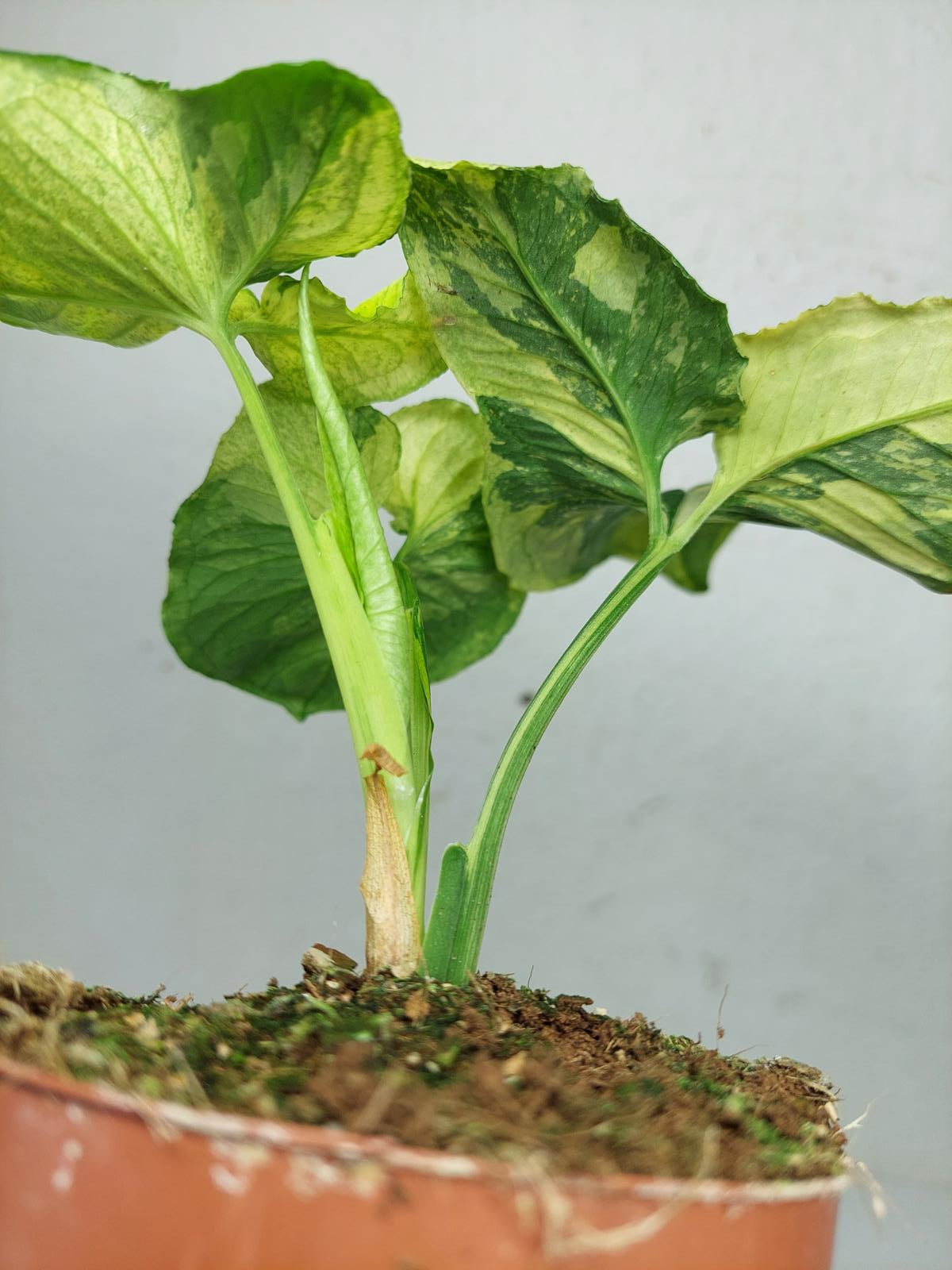 Syngonium Scrambled Eggs