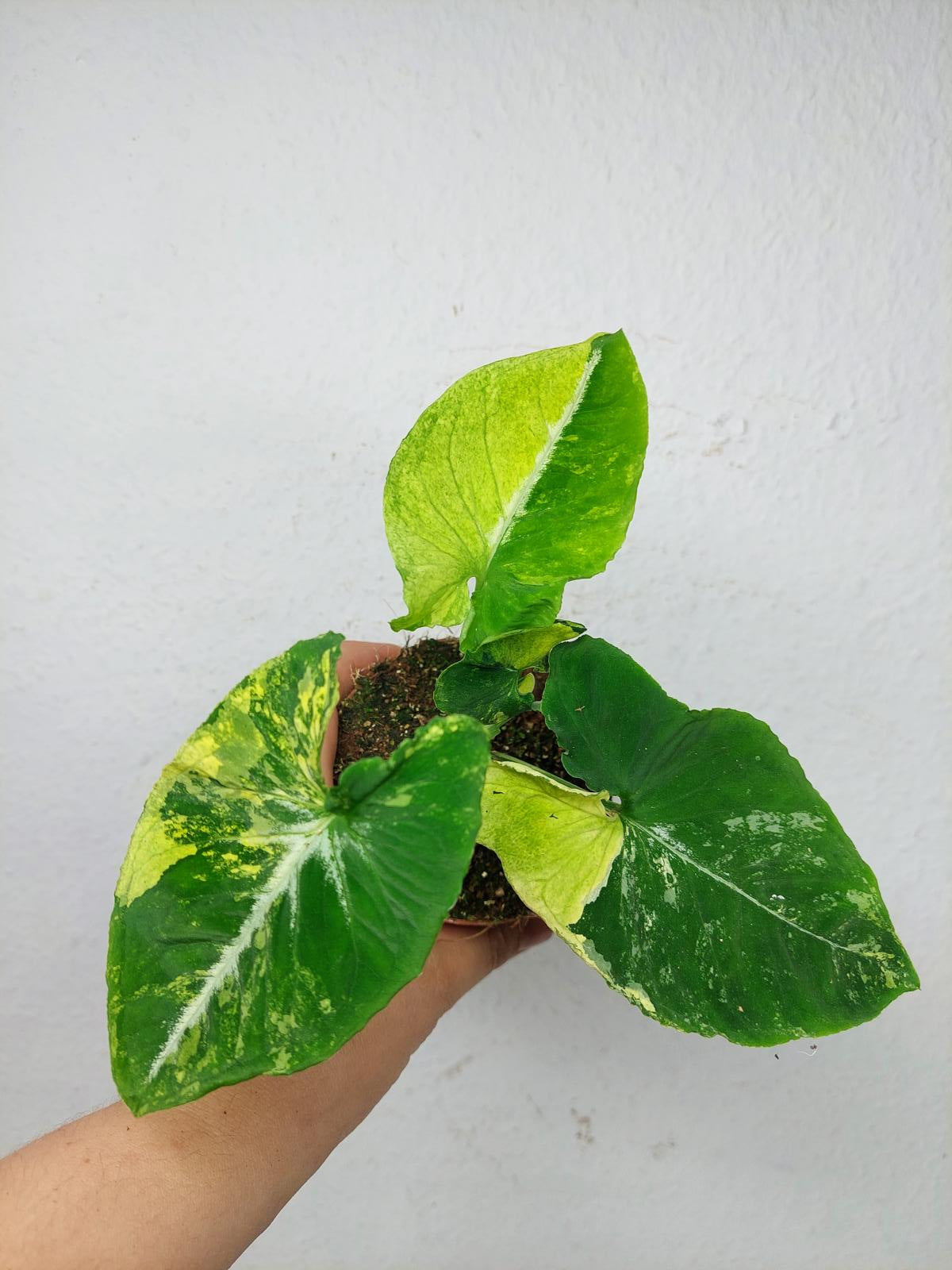 Syngonium Scrambled Eggs