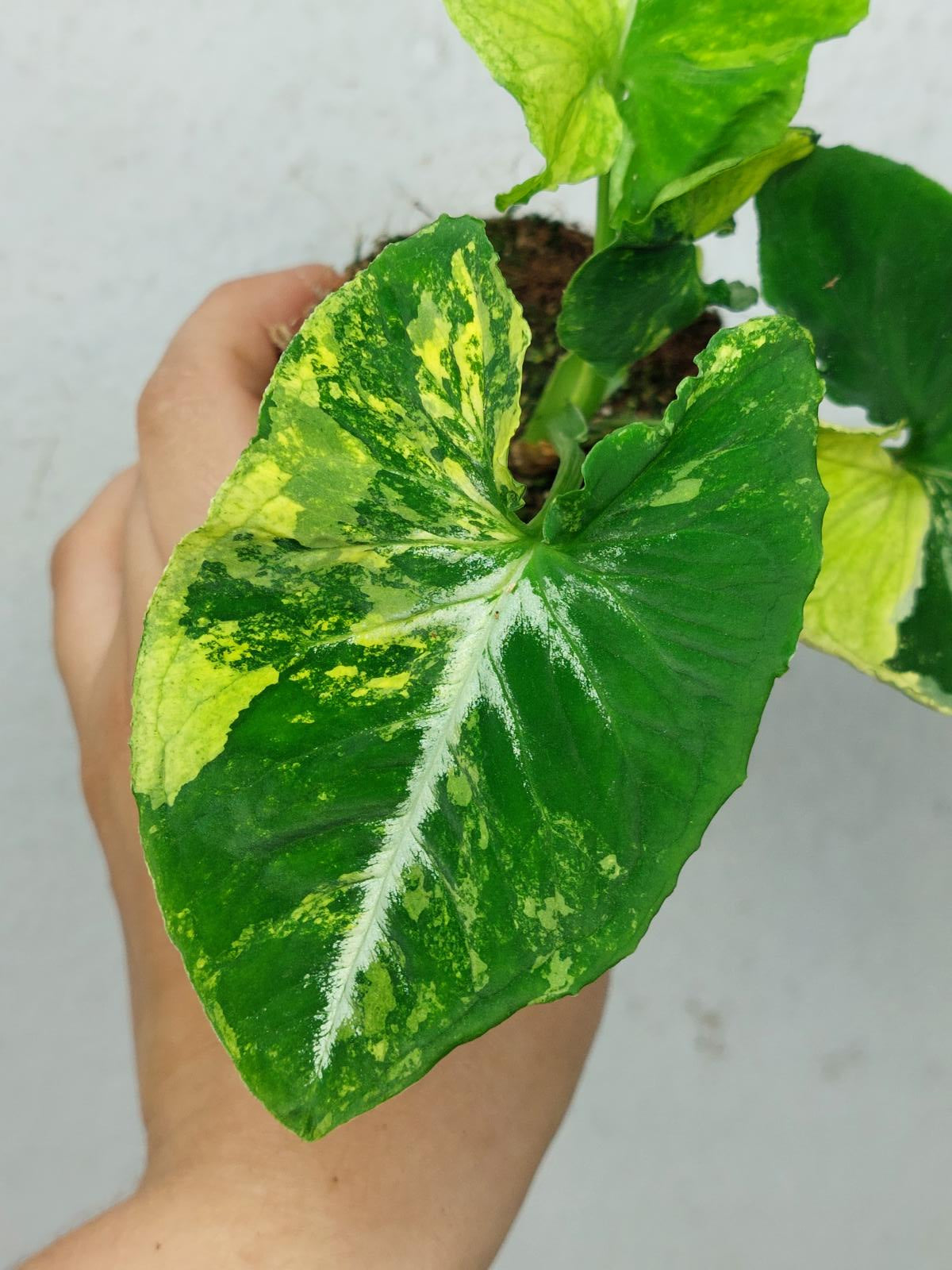 Syngonium Scrambled Eggs