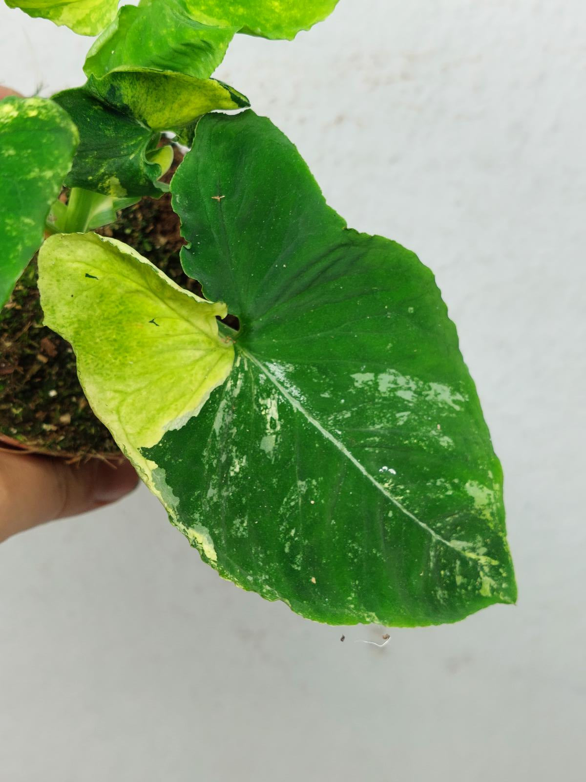 Syngonium Scrambled Eggs