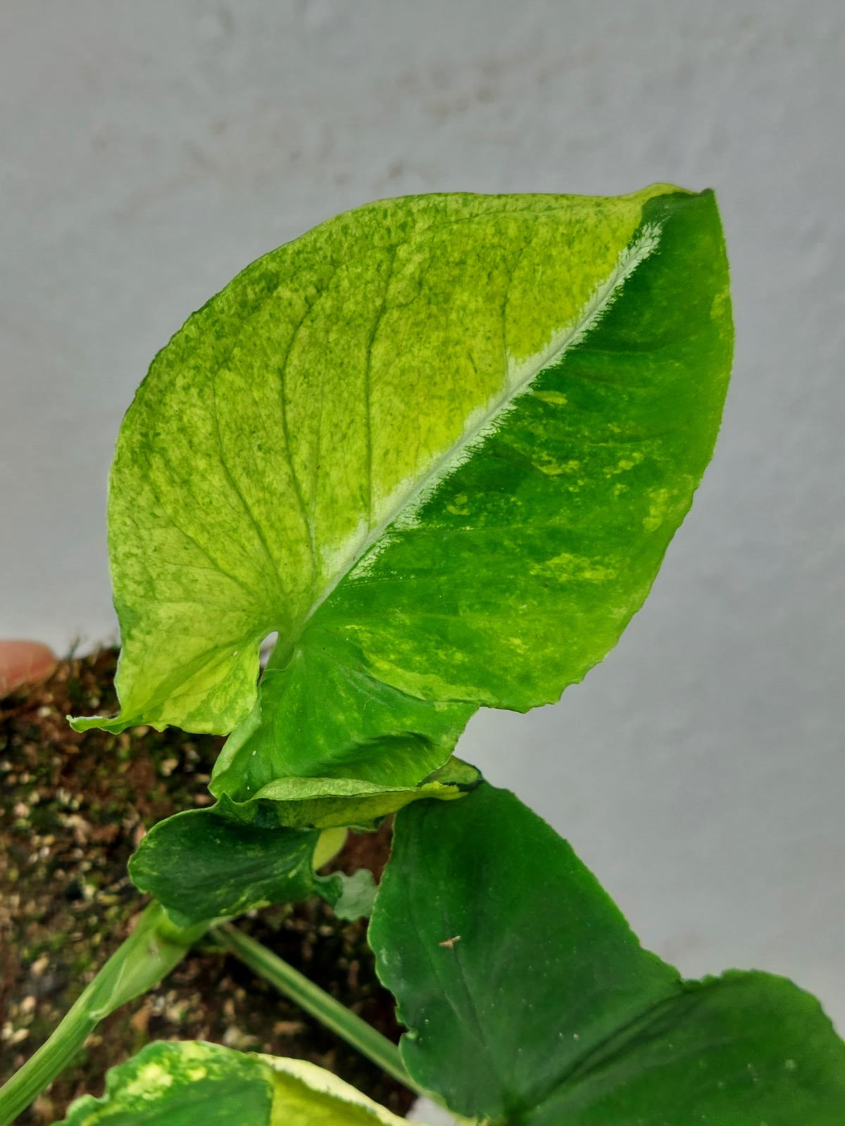 Syngonium Scrambled Eggs