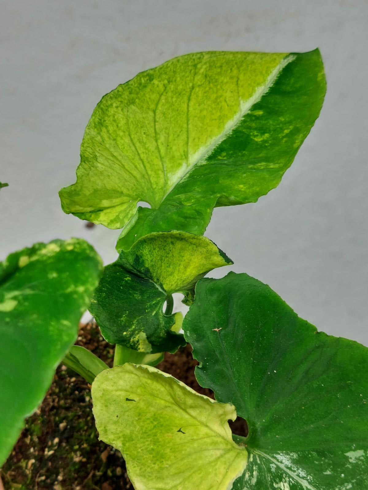 Syngonium Scrambled Eggs