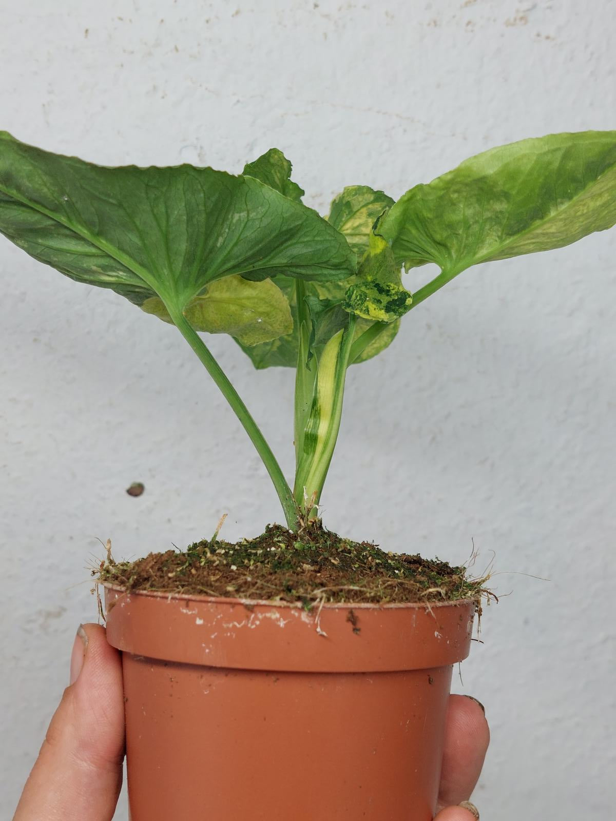 Syngonium Scrambled Eggs